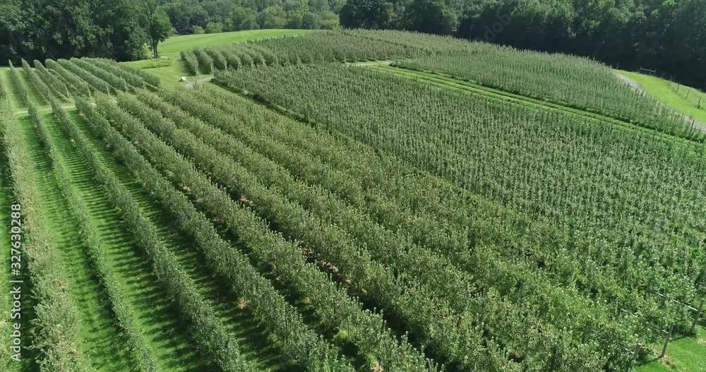 Aerial drone shot flying up and looking down on acres of apple tree rows on a farm in Maryland Aerial drone shot flying up and looking down on acres of apple tree rows on a farm in Maryland