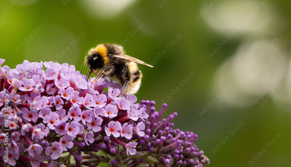 Bee collects nectar from purple buddleia Bee collects nectar from purple buddleia