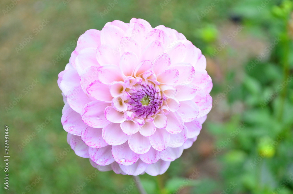Close up of one beautiful large pink dahlia flower in full bloom on blurred green  background, photographed with soft focus in a garden in a sunny summer day