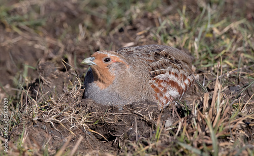 Grey Partridge in the Grass photo