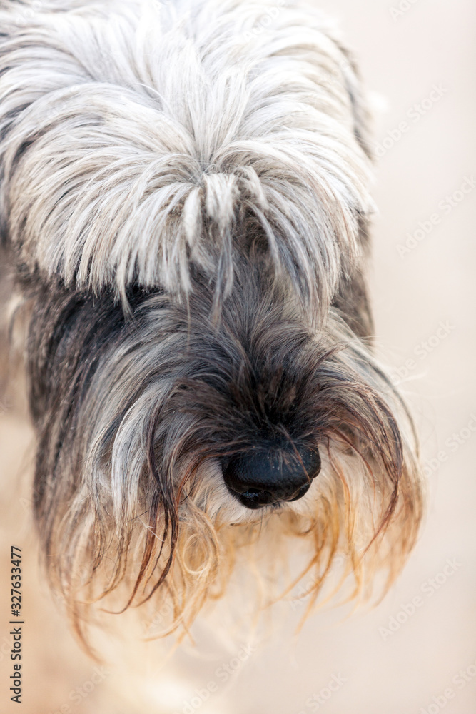 Mittelschnautzer