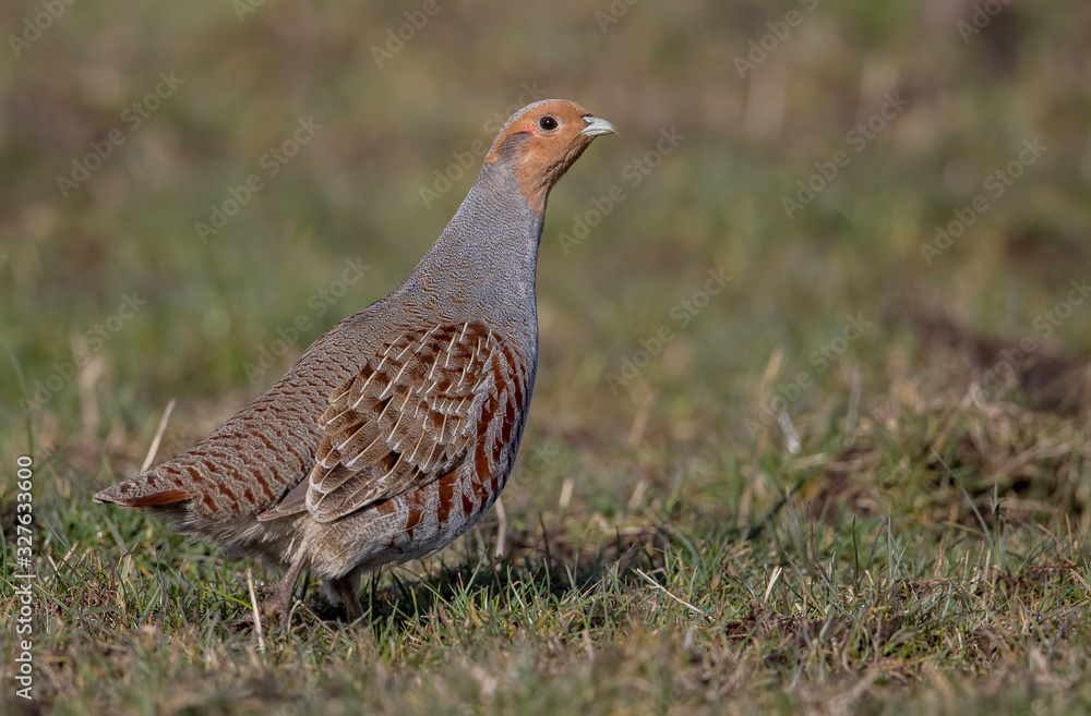 Grey Partridge on Moor Grey Partridge on Moor