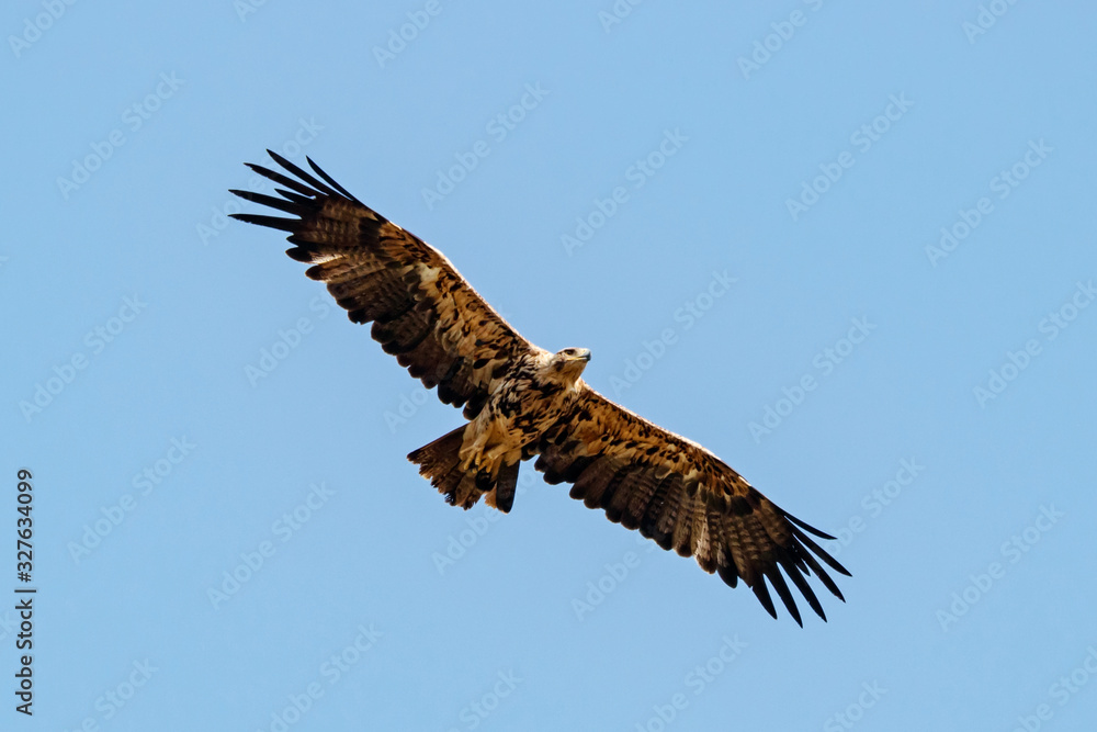 Obraz premium Imperial Eagle Aquila heliaca juvenile flying under blue sky. Majestic bird of prey in wildlife.