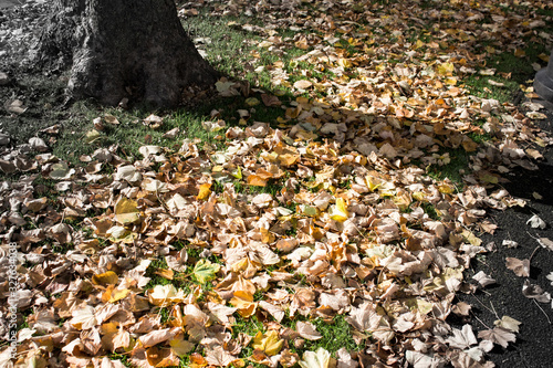 hojas caidas