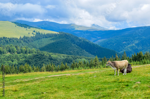 Cows grazing on the high plateau near Transalpina road. This is one of the most beautiful alpine routes in Romania and the highest mountain asphalt road in Romania and the Carpathians mountains. © jana_janina