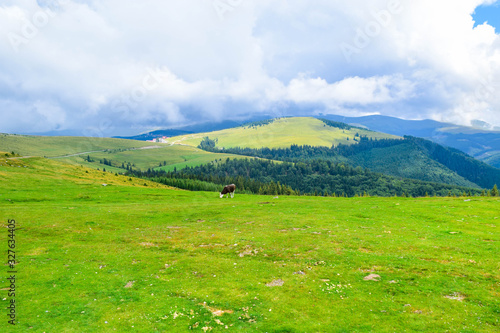 Cows grazing on the high plateau near Transalpina road. This is one of the most beautiful alpine routes in Romania and the highest mountain asphalt road in Romania and the Carpathians mountains.