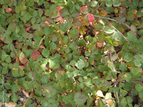 Fragrant Sumac Growing Wild