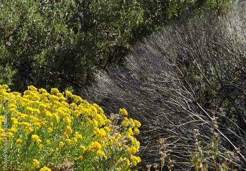 Bushes Of All Seasons Together At Once