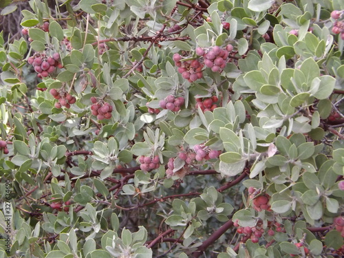 Close Up Of Manzanita Tree Branch