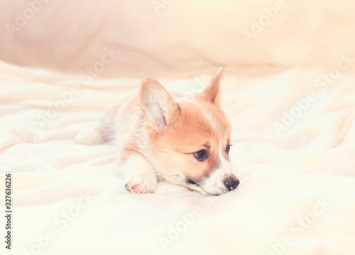 portrait of a cute dog puppy the red Corgi is lying on a white fluffy blanket