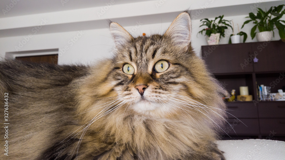 Long haired cat indoor, siberian breed