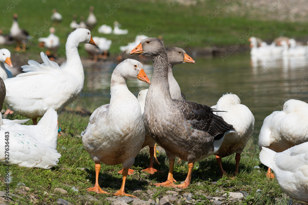 Flock of geese near watering place in summer Flock of geese near watering place in summer