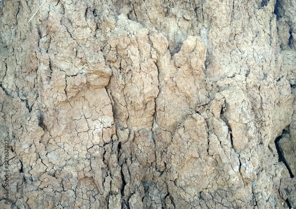 bark of a tree bark of a tree