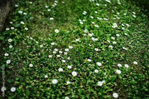 Fototapeta Naklejka Na Ścianę i Meble -  green background of grass and flowers