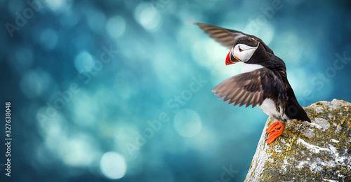 Photography Atlantic Puffins bird or common Puffin in ocean blue background