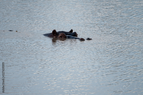 Hippopotamus (Hippopotamus amphibius) in a lake in Kenya, Africa © Mark Hunter