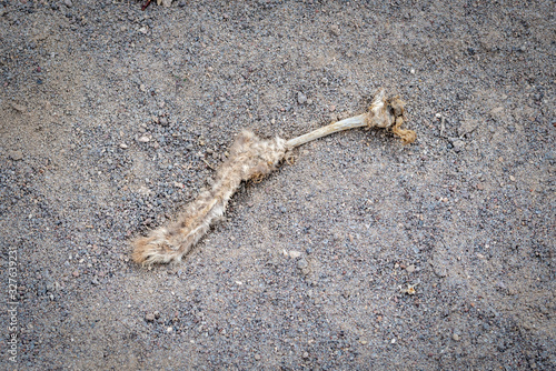 USA, Nevada, Lincoln County, Key Pittman Wildlife Management Area. A decaying leg bone from a dead coyote (Canis latrans) twith fur still on the lower shin and paw.