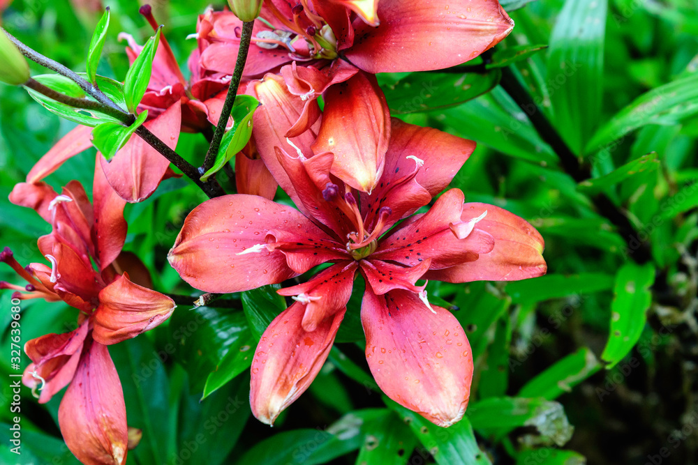 Close up of delicate dark red day lily flowers in full bloom on a water surface in a summer garden, beautiful outdoor floral background photographed with soft focus Close up of delicate dark red day lily flowers in full bloom on a water surface in a summer garden, beautiful outdoor floral background photographed with soft focus