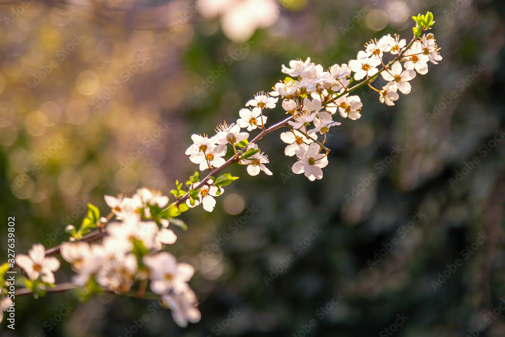 trees blossom,spring on the street trees blossom,spring on the street