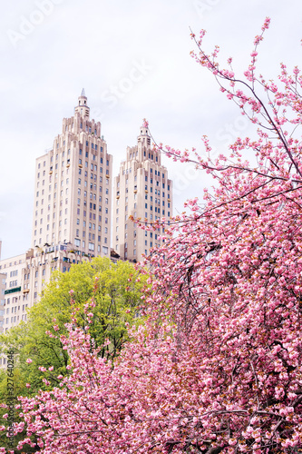 Fototapeta View of the blossom cherries in the Japanese garden in New York City