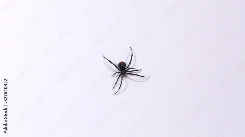CLOSE UP Redback Spider On A White Background, TOP DOWN SHOT CLOSE UP Redback Spider On A White Background, TOP DOWN SHOT
