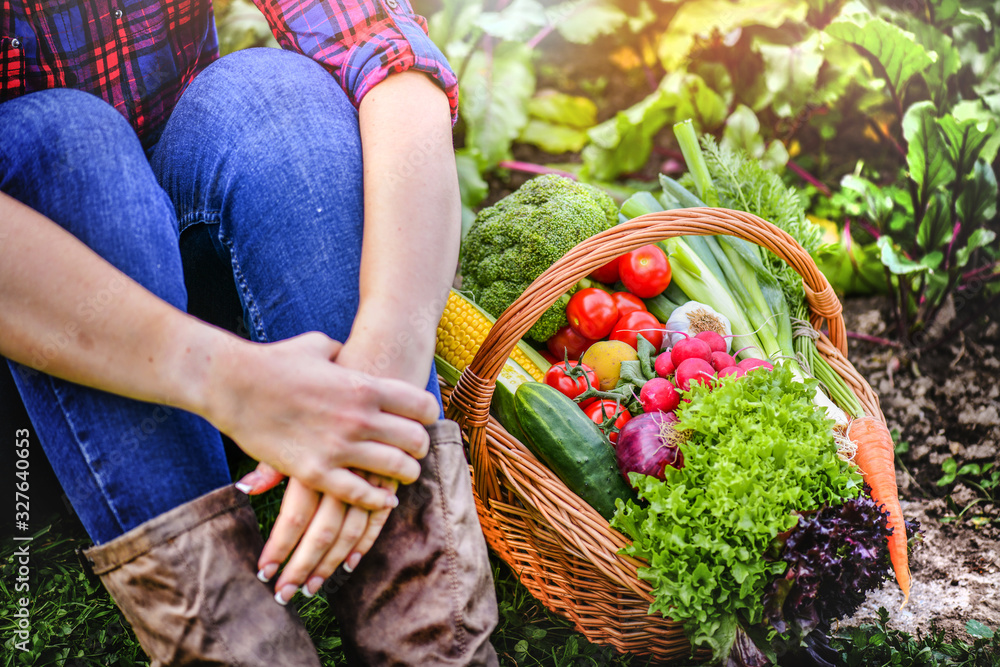 Fototapeta premium Basket with fresh vegetables (cabage, corn, carrots, cucumbers, radish, tomatoes) in farmer hands. Raw vegetable farm concept.