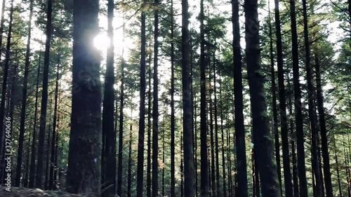 Wallpaper Mural The beautiful sun shining through the tall trees of Madeira Island - wide rolling Torontodigital.ca