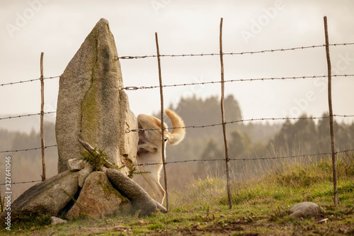 Canvastavla Dog cocking its leg and urinating on a stone pillar.