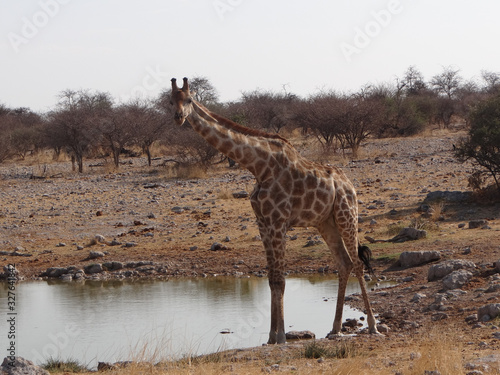 Some giraffe drinking