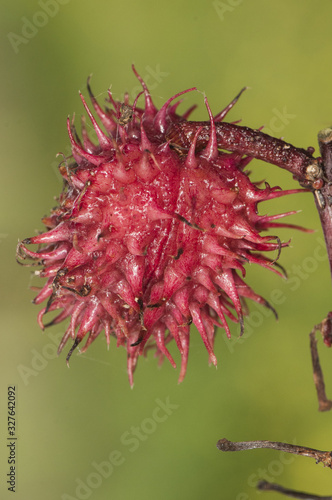 Ricinus communis the castor bean or oil plant very toxic with beautiful white and red flowers as well as fruits of intense red color photo