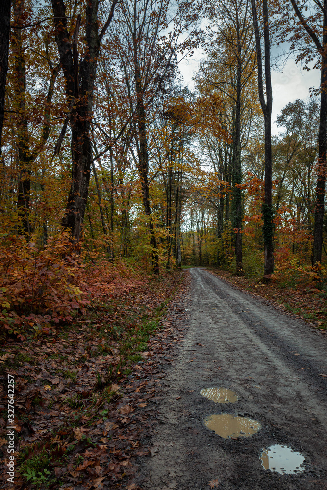 sous-bois en automne sous-bois en automne