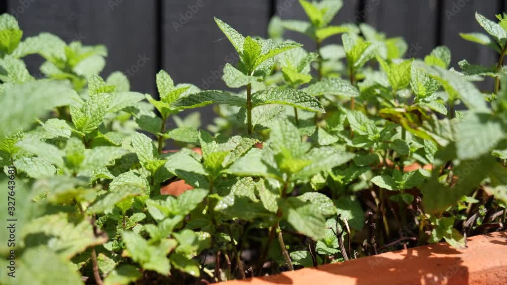 Mint leaves sitting in garden pot Mint leaves sitting in garden pot