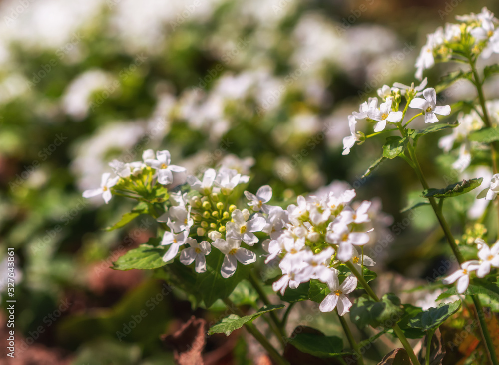 white spring flowers with blurred background white spring flowers with blurred background