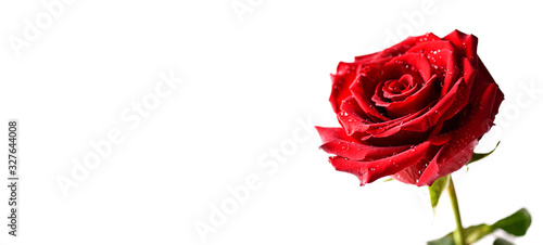 Fototapeta Naklejka Na Ścianę i Meble -  Red rose flower on white background.  Valentines day wide roses banner isolated.