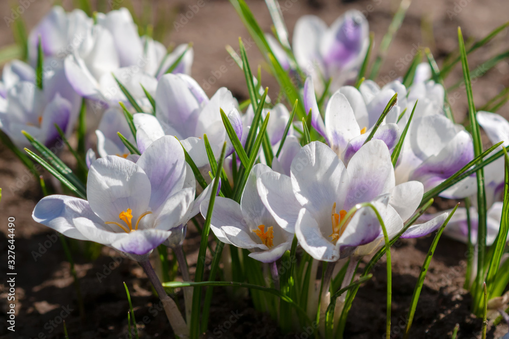 White crocuses growing on the ground in early spring. First spring flowers blooming in garden. Spring meadow full of white crocuses, Bunch of crocuses. White crocus blossom close up. White crocuses growing on the ground in early spring. First spring flowers blooming in garden. Spring meadow full of white crocuses, Bunch of crocuses. White crocus blossom close up.
