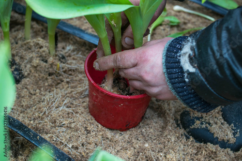 hands plant tulips in a pot