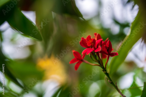 Blooming red orchid flower