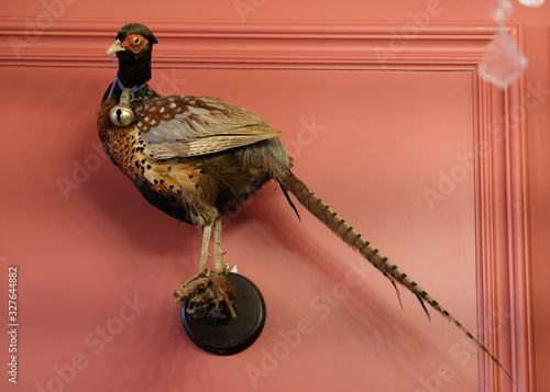 Photos A taxidermy pheasant mounted onto a wall