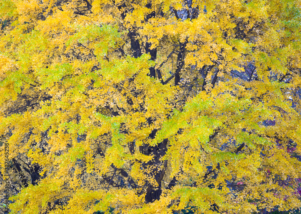 An amazing tree of prehistoric origin, the ginkgo, or maidenhair tree turns a brilliant yellow-gold during the autumn season. An amazing tree of prehistoric origin, the ginkgo, or maidenhair tree turns a brilliant yellow-gold during the autumn season.