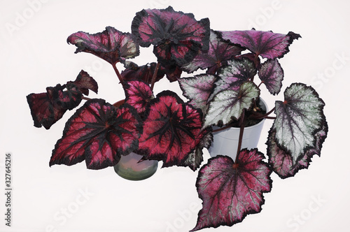 begonia rex on a white background