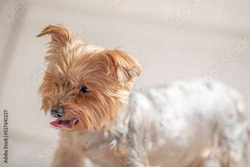 Yorkshire terrier portrait in the studio. Photographed close-up.