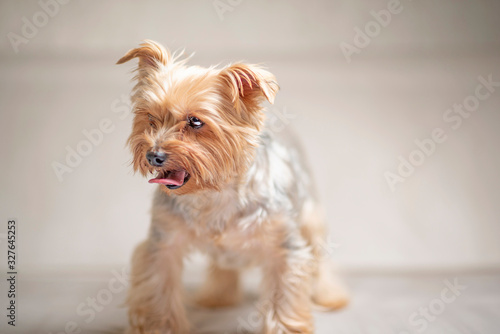 Yorkshire terrier portrait in the studio. Photographed close-up.