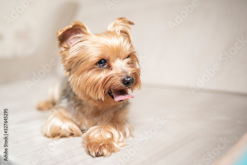 Yorkshire terrier portrait in the studio. Photographed close-up. © shymar27
