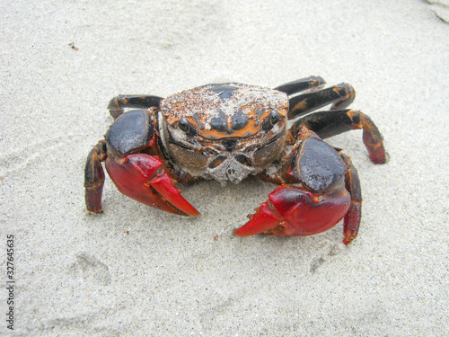 Winker crab (in german Winkerkrabbe) photo