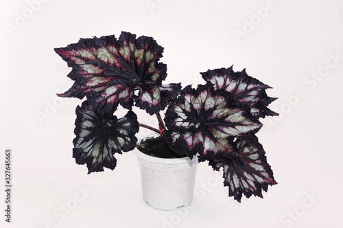 begonia rex on a white background