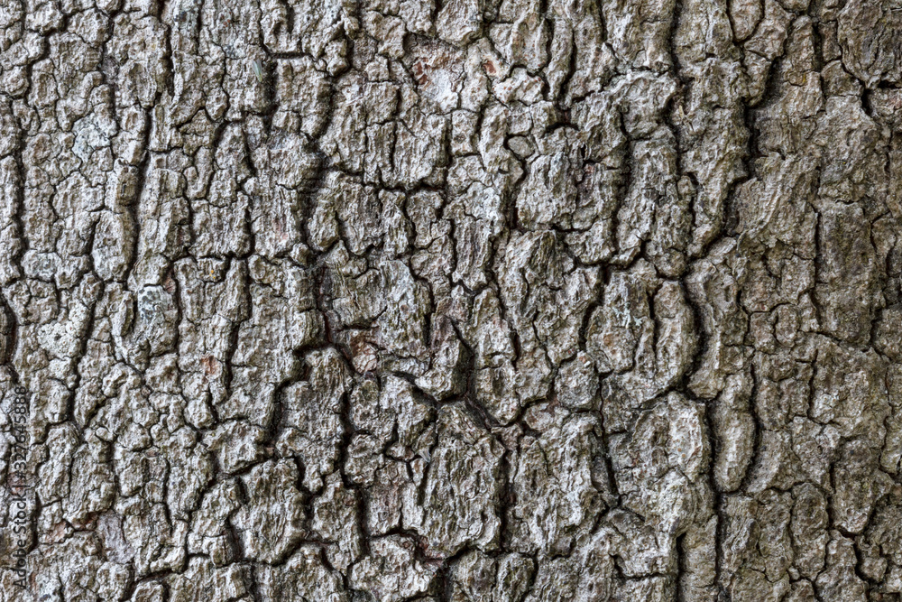 Close-up of an old, aged and cracked tree's bark texture. Abstract natural full frame textured background. Close-up of an old, aged and cracked tree's bark texture. Abstract natural full frame textured background.