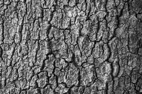 Close-up of an old, aged and cracked tree's bark texture in black and white. Abstract natural full frame textured background.