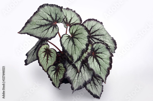 Tableau sur toile begonia rex on a white background
