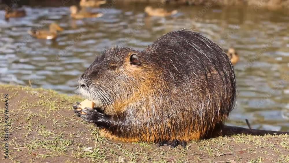 Nutria, Myocastor coypus or river rat in the wild near the river Nutria, Myocastor coypus or river rat in the wild near the river