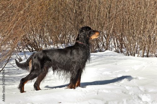 Dog breed Setter Gordon standing in sunny winter forest